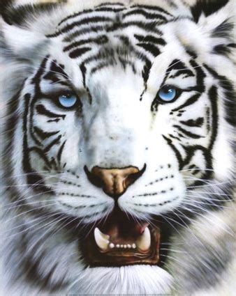 Nuestro portafolio: EL TIGRE BLANCO