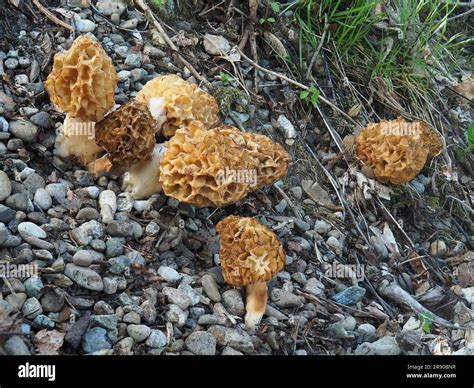 Commonly Known As Common Morchella Esculenta Morel Morel Yellow