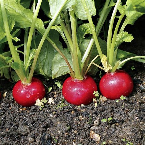37+ Fast Growing Vegetables Ready in 60 Days or Less