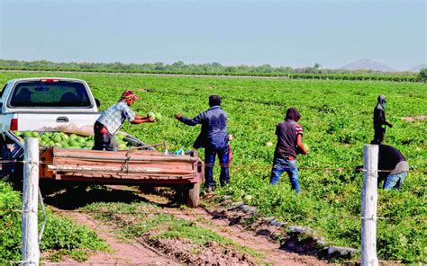 Tras La Pandemia Jornaleros Regresan Al Campo Con La Mitad De Su