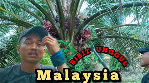 Bibit Unggul Malaysia👍sawitunggulsawitmalaysia Sawitrendah Sawit