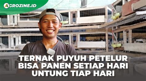 Cerita Sukses Ternak Puyuh Petelur Agar Panen Ratusan Kg Telur Tiap