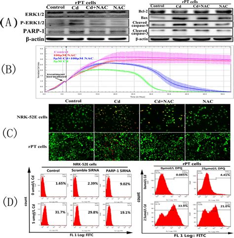 Cd Induced Oxidative Stress And The Effect Of Parthanatos On Reactive