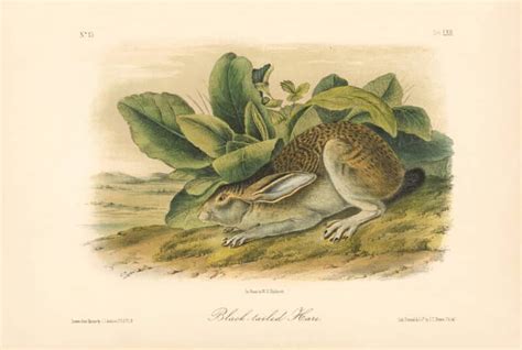 Audubon Bowen Octavo Pl Black Tailed Hare Quadruped Octavo