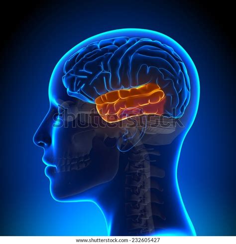 Female Temporal Lobe Anatomy Brain Stock Illustration 232605427