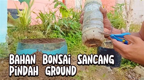 Pemindahan Bahan Bonsai Sancang Youtube