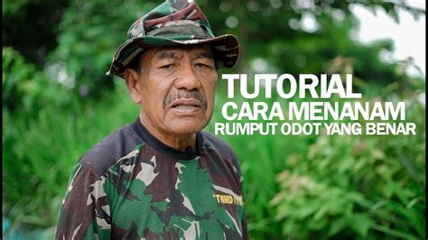 Tutorial Cara Menanam Rumput Odot Yang Benar Youtube