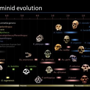 webrm — Timeline of hominid evolution A general timeline...