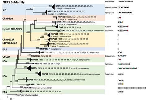 Ml Phylogenetic Tree Of Adenylation Domains From Nrpss And Hybrid