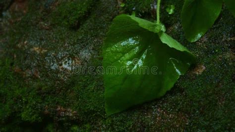 Forest Jungle Trees River Green Plants Amazon Rain Forest Amazonia ...