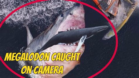 Megalodon Shark Facts Megalodon Still Exist In Deep Sea Youtube