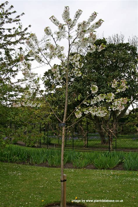 Buy Prunus Snow Goose Flowering Cherry Tree Online From UK Tree Supplier