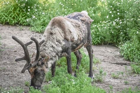 Caribou antlers stock image. Image of points, wilderness - 11122215