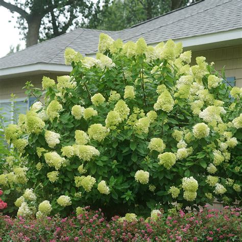 'Limelight' Panicle Hydrangea