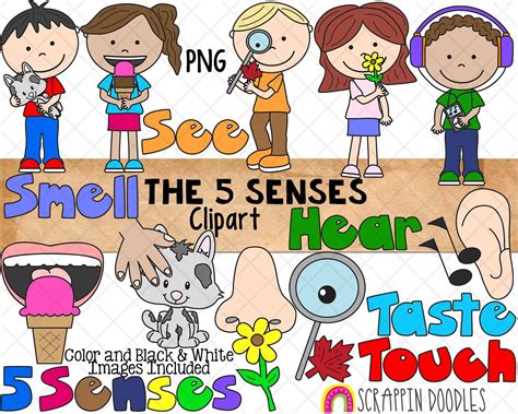 5 Senses Clip Art Five Human Senses Hear See Taste Touch Smell