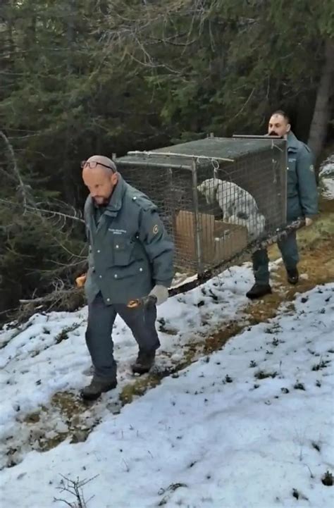 Partorisce In Una Grotta In Quota Salvata Cagnolina E Cuccioli