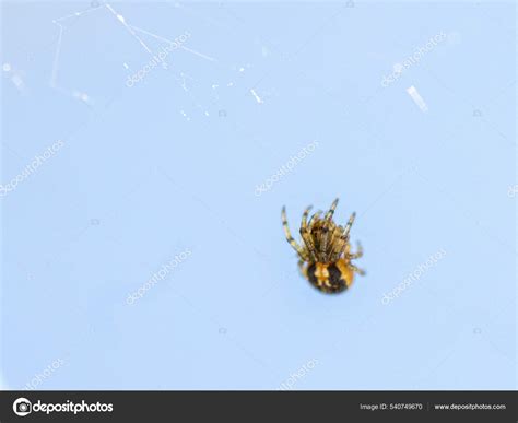 Spider Web White Background — Stock Photo © Wirestock #540749670