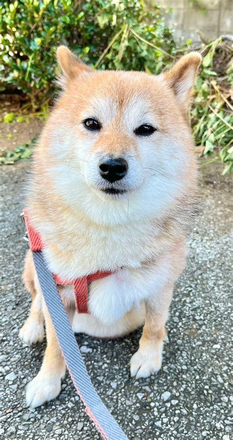 寝ている柴犬がキツネみたいと話題 散歩中「タヌキ柴」と言われたこともどっちに見えます？｜まいどなニュース