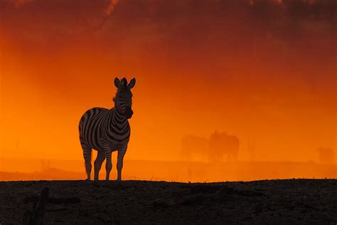 Zebra Stands In Sunset In A Cloud Of Dust • Wildlife Photographer Prints