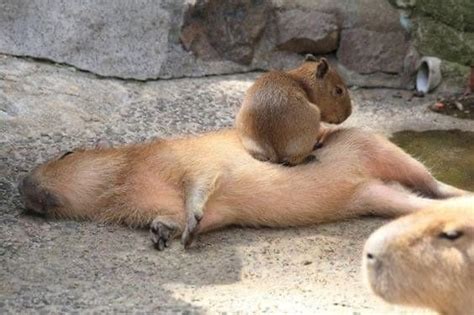 Brazil Capybara With Pup Artofit