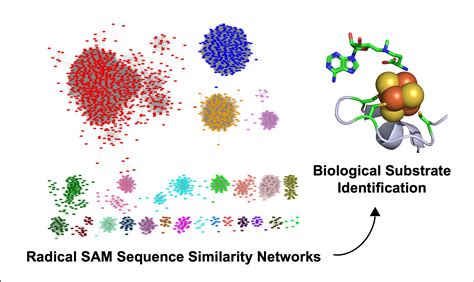 Overcoming The Sequence To Function Bottleneck In The Radical Sam