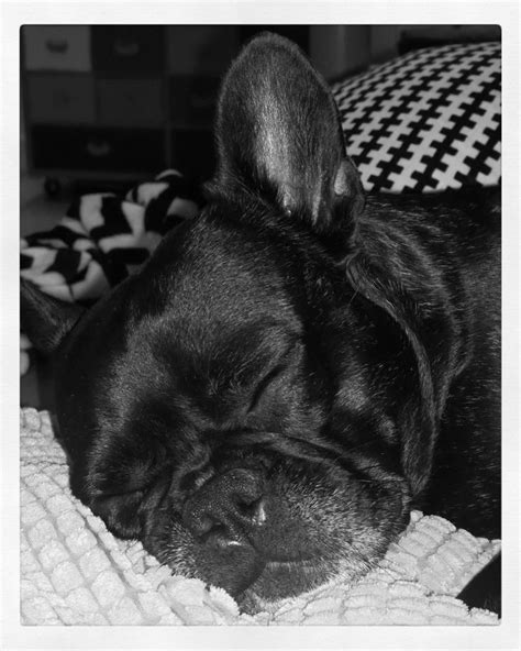 Sleeping frenchie