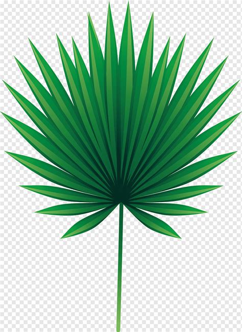 Green Leaf Plant Leaf Arecaceae Asian Palmyra Palm Euclidean Green