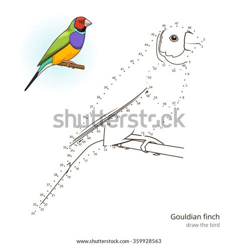 Gouldian Finch Learn Birds Educational Game Stock Illustration 359928563 Shutterstock