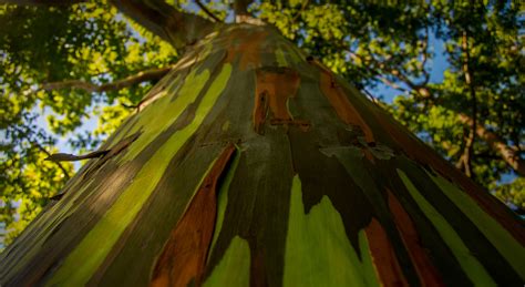 Eucalipto Arco Ris Uma Obra De Arte Da Floresta