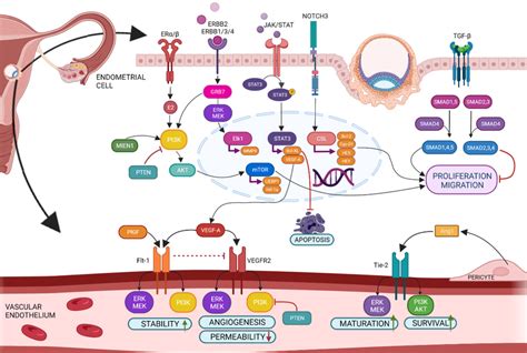 Angiogenesis In The Endometrium Under Physiological Conditions