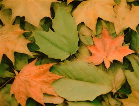 Premium Ai Image A Pile Of Autumn Leaves With The Word Maple On It