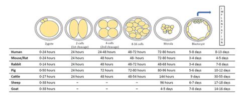 Timing of development after fertilization from a zygote to implantation... | Download Scientific ...