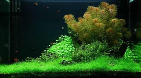 Eleocharis Sp Mini In Vitro Profiplants Cz