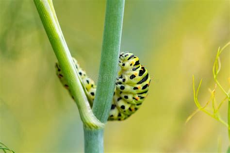 Caterpillar of an Old World Swallowtail Stock Photo - Image of colored ...