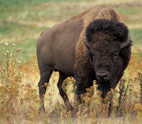 bison buffalo portrait  stock photo public domain pictures