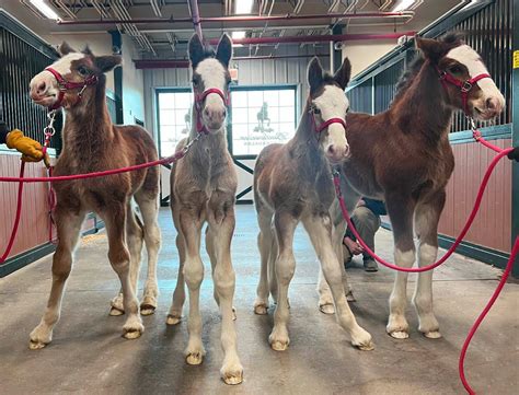 Budweiser Clydesdale Foals 2023 - Equestrian Living