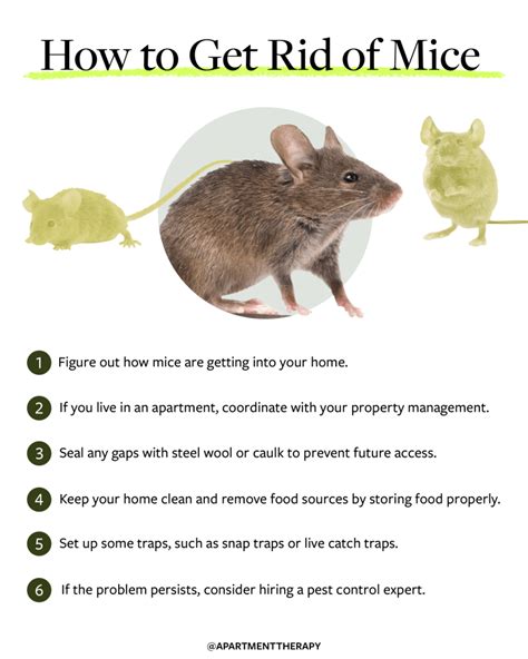 Ultimate Guide How To Get Rid Of Mice In Your Home For Good