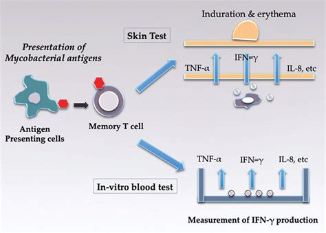 Figure Shows Both In Vivo Tst Test And In Vitro Igras Release Of