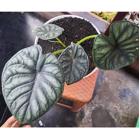 Tanaman Hias Alocasia Dragon Scale Dikirim Dengan Pot Remaja Daun