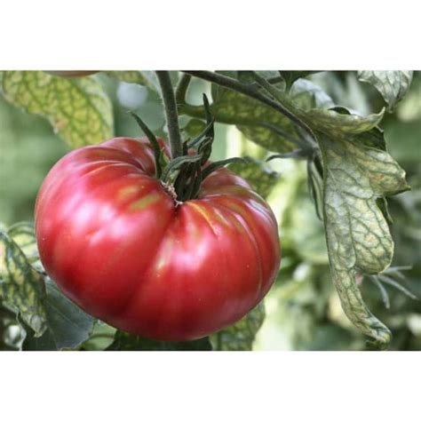 Graines De Tomate Rose De Berne Bio Ferme De Sainte Marthe Jardiland