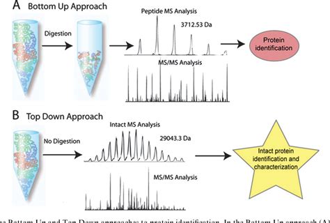 Figure 1 From The Emerging Process Of Top Down Mass Spectrometry For