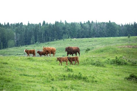 New Resources for Breeding Cow and Bull Management - BeefResearch.ca