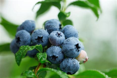 Les myrtilles sont bonnes aussi pour prévenir Alzheimer Top Santé