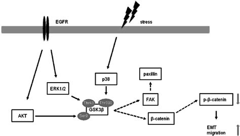 Model Of The Phosphorylation And Inactivation Of Gsk3β Activation Of