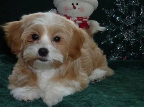 Bichonyorkieshih Tzu Cross Puppies For Sale In Edmonton Alberta