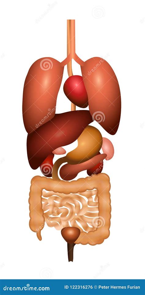 Digestion Gastrointestinal Tract Internal Organs Vector Illustration