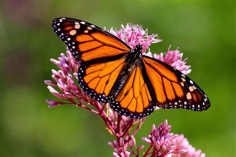 Butterfly Gardens - Alabama Cooperative Extension System