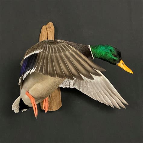 Mallard Pair Taxidermy