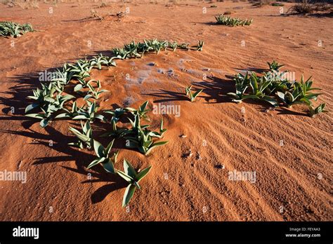 Small Plants In The Wadi Rum Desert Reservation Jordan Stock Photo Alamy