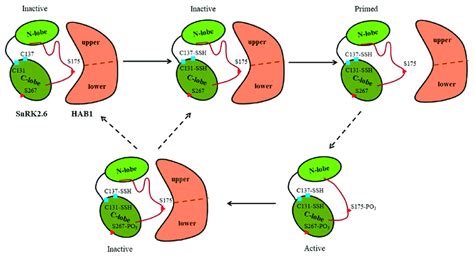 A Model For Persulfidation And Phosphorylation Regulation Of The